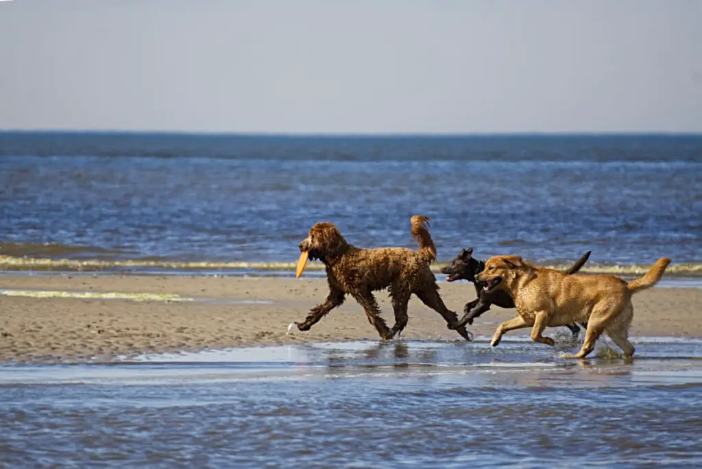 Noordwjik mit Hund am Strand