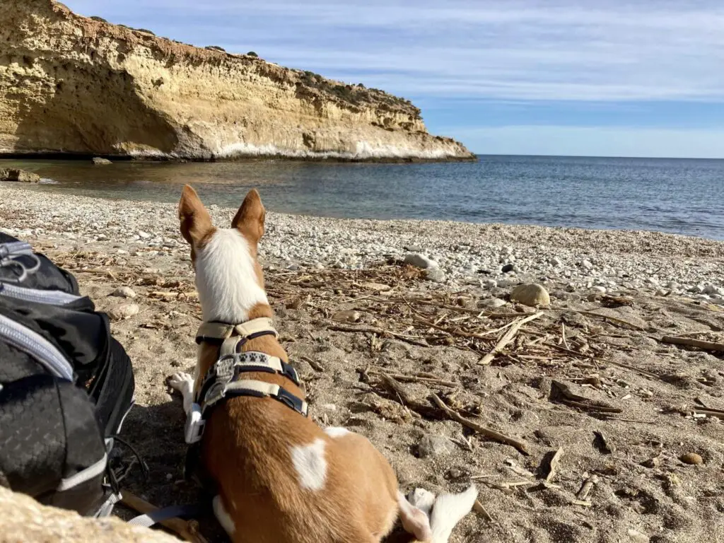 Im Urlaub in Spanien mit Hund am Strand im Winter