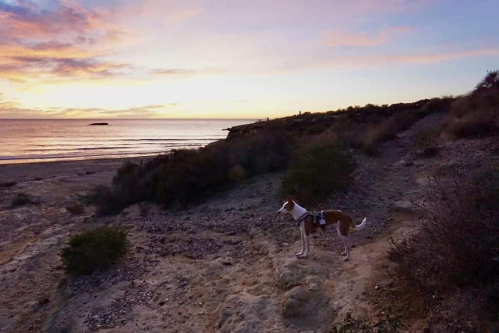 In Spanien sind Hunde am Strand meist nur außerhalb der Saison erlaubt