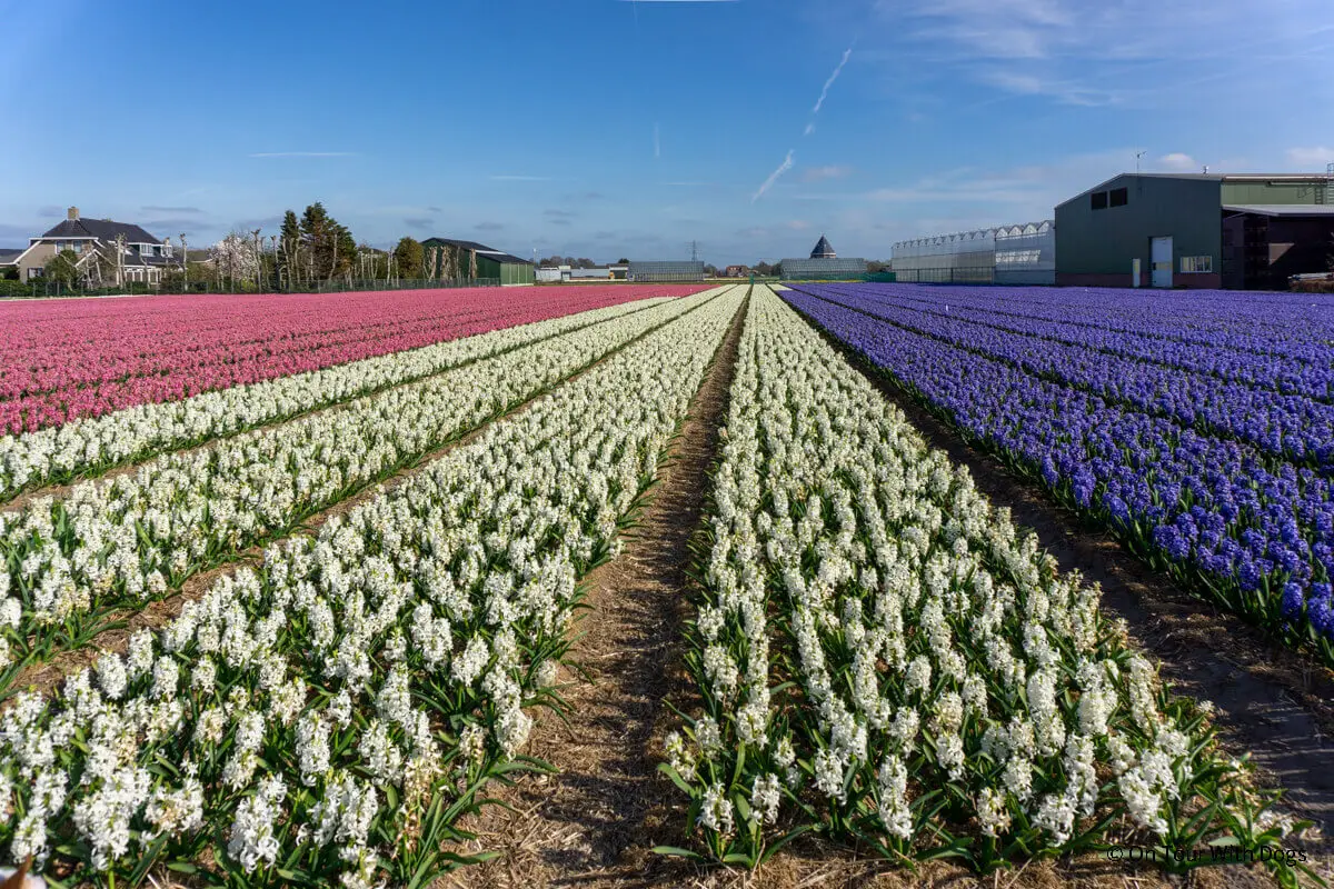 Blumenfeld in Noordwijk während der Tulpenblüte in Holland