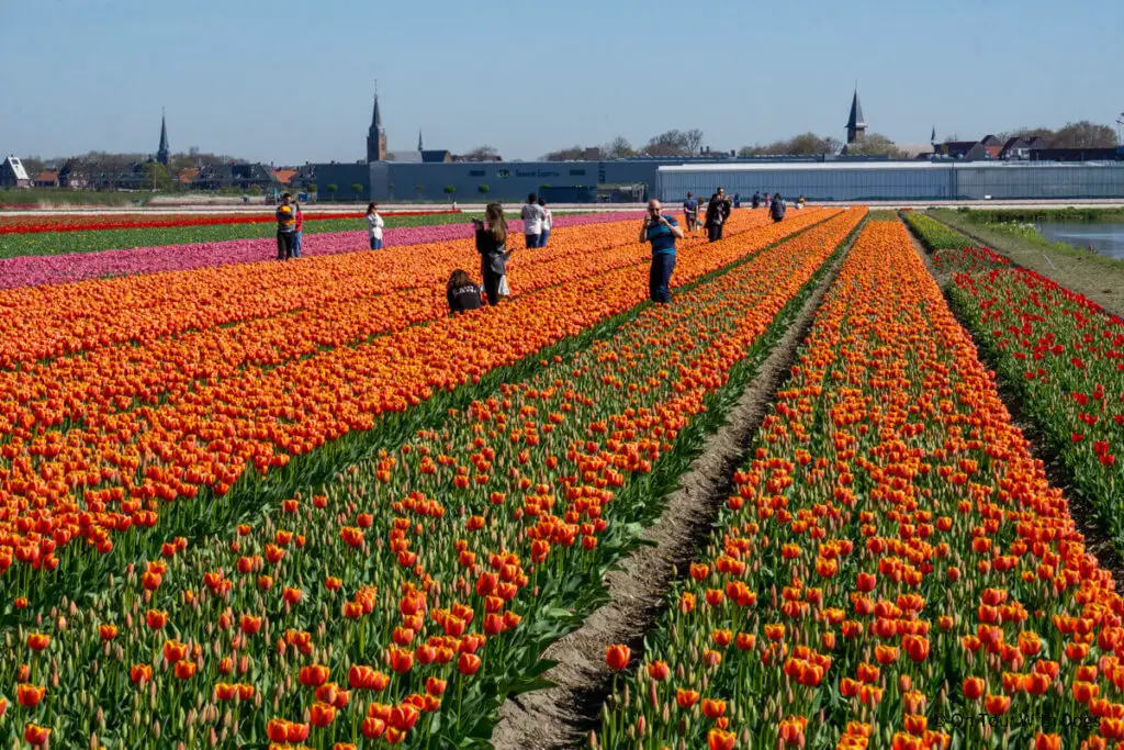 Touristen in den Tulpenfeldern in Holland - so sollte es nicht aussehen