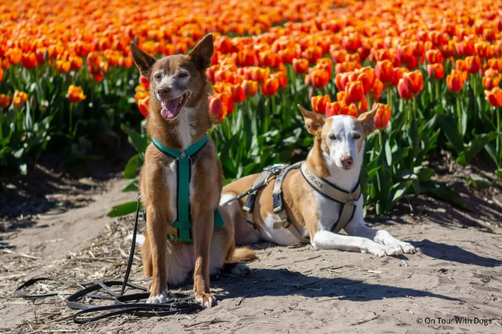 Mit Hund bei der Tulpenbüte in Holland