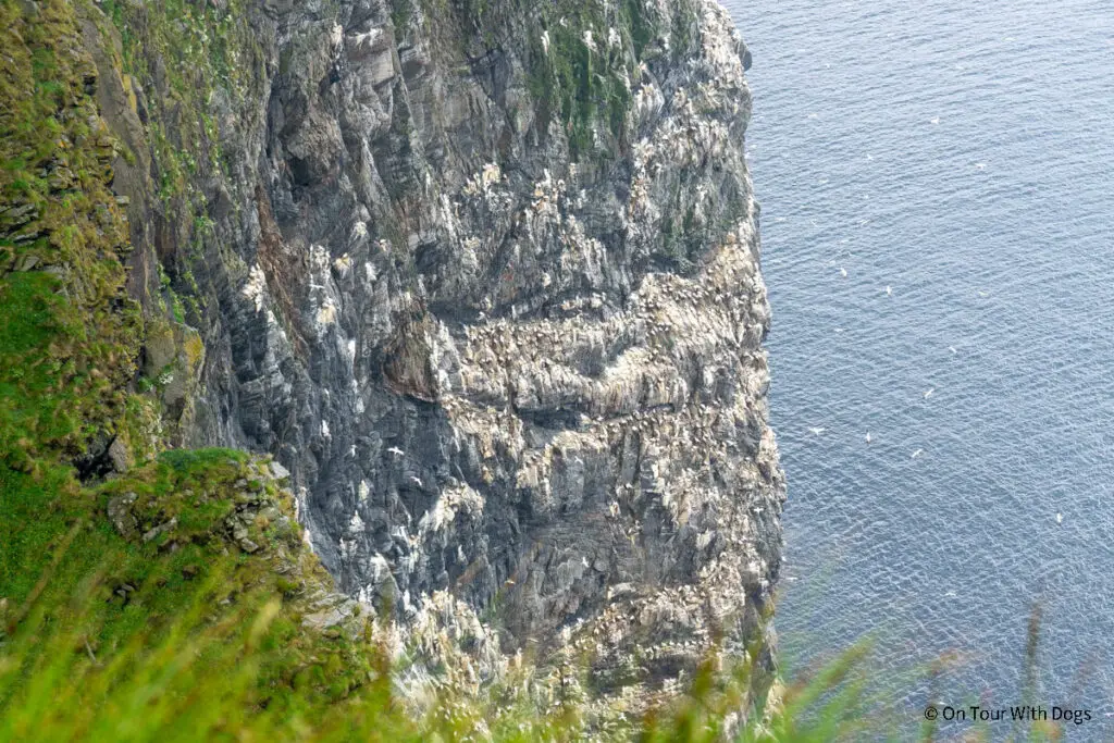 Vogelfelsen auf der westlichen Seite der Insel Runde - Aussichtspunkt Raudenipa