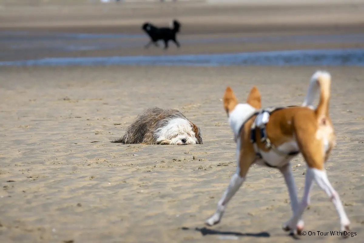 Hundestrand Zandvoort