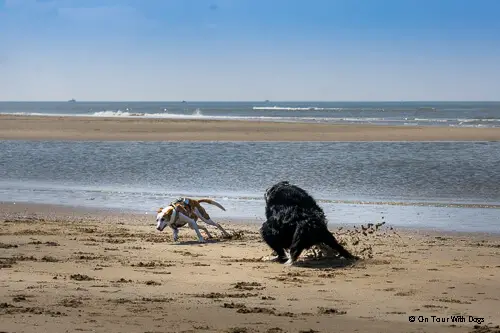 Hundestrand ohne Leinenpflicht in Zandvoort
