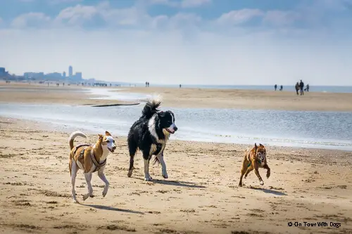 Hunde ohne Leine am Hundestrand Zandvoort