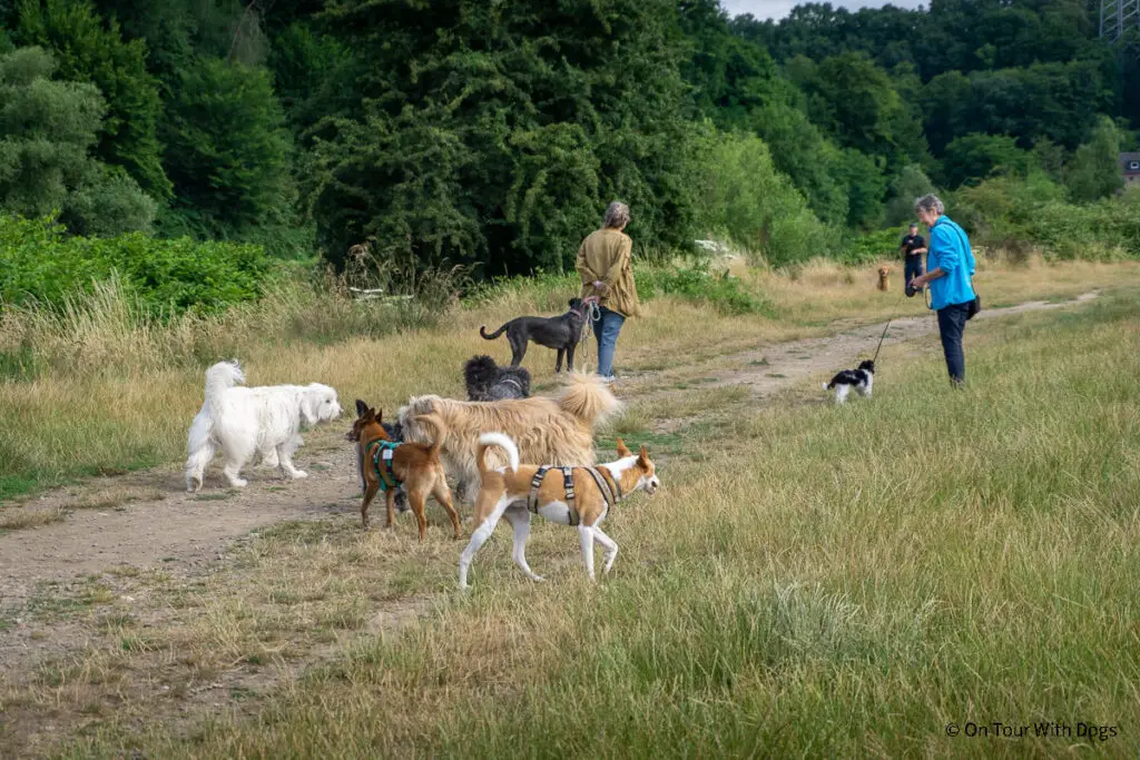 Hattingen Ausflugsziel für Hundebesitzer