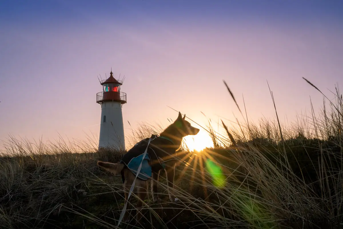 Leuchtturm am Lister Ellenbogen auf Sylt mit Hund