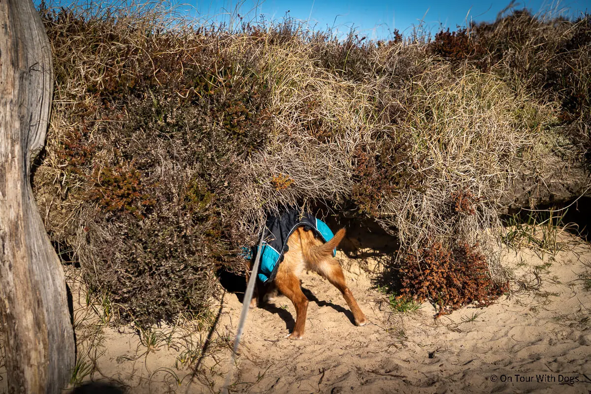 Sylt Hunde am Strand