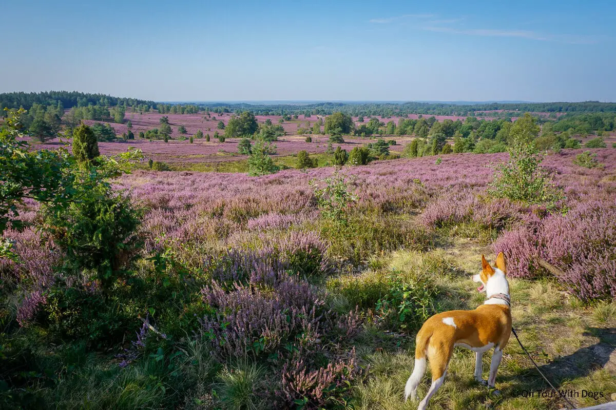 Wanderung auf den Wilseder Berg in der Lüneburger Heide mit Hund