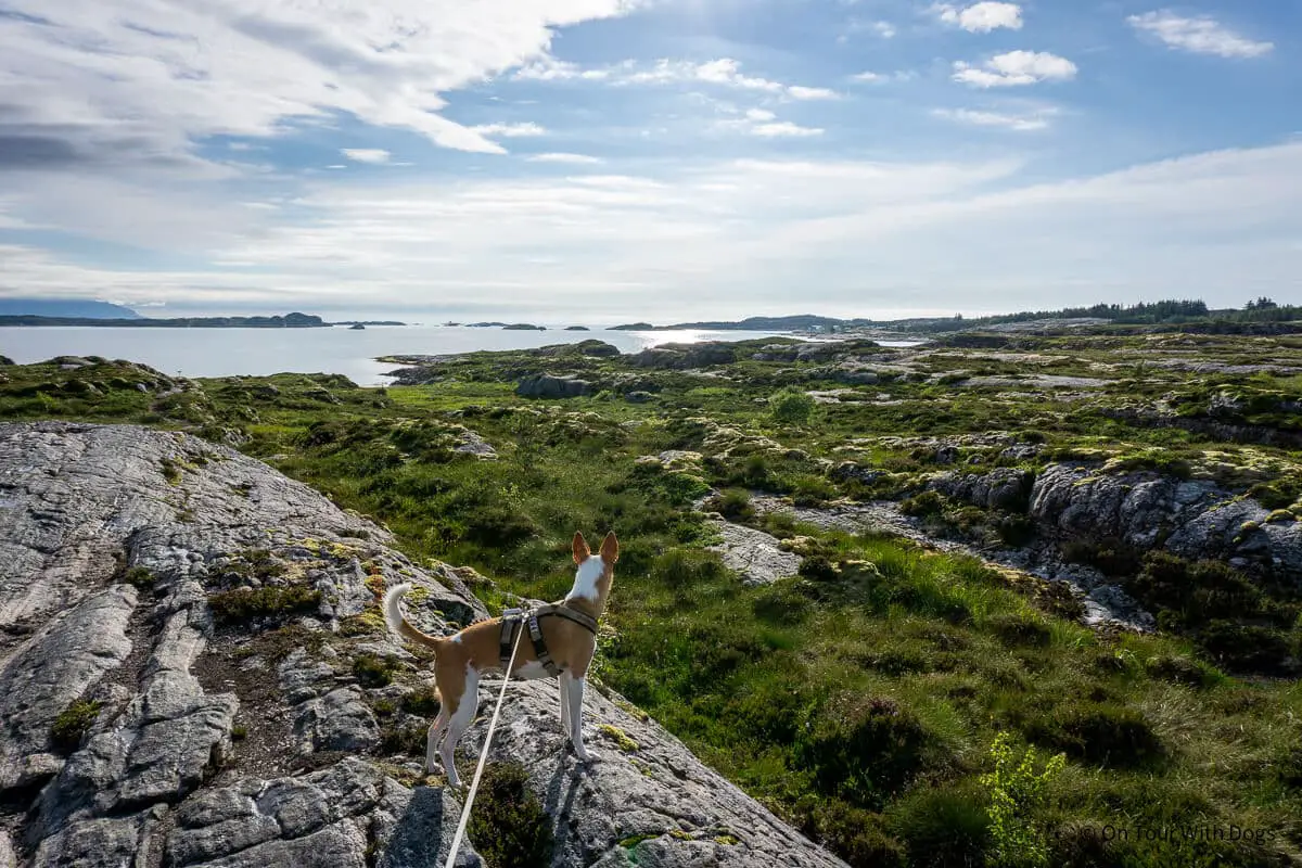 Mit Hund in Norwegen an der Westküste