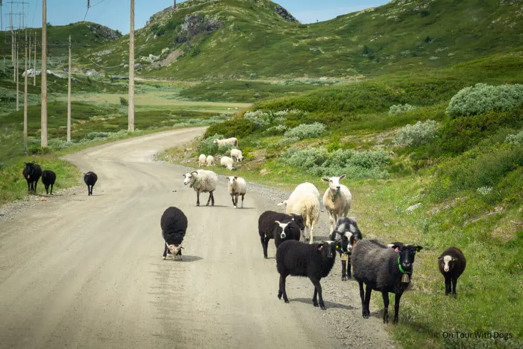 Schafe auf dem 2 Wochen Roadtrip durch Norwegen