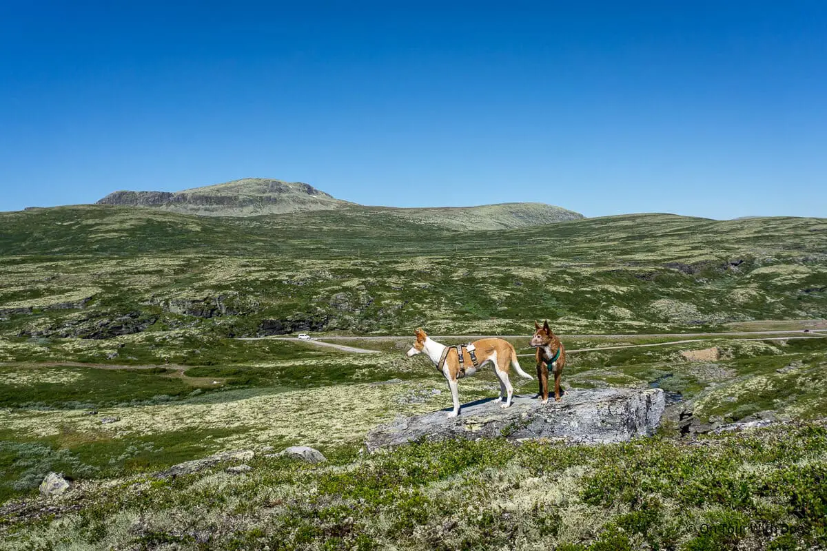 Wandern in Rondane auf meiner Norwegen Wohnmobil Route 2 Wochen