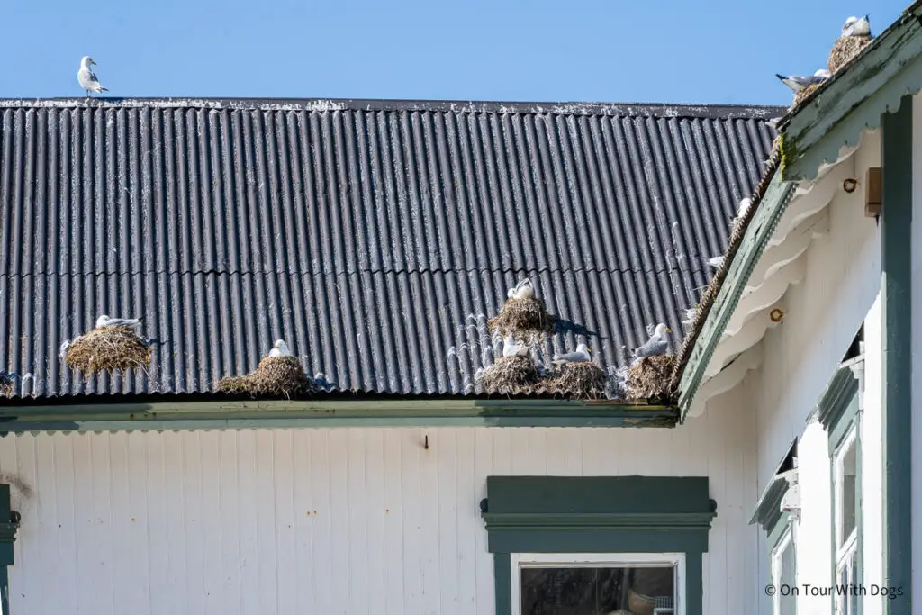 Möwen brüten auf den Dächern des Fischereimuseums