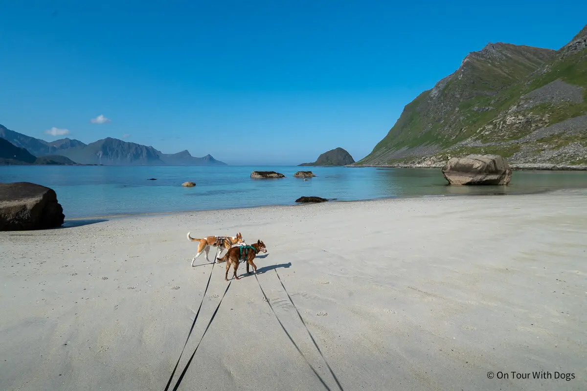 Haukland Beach mit Hund
