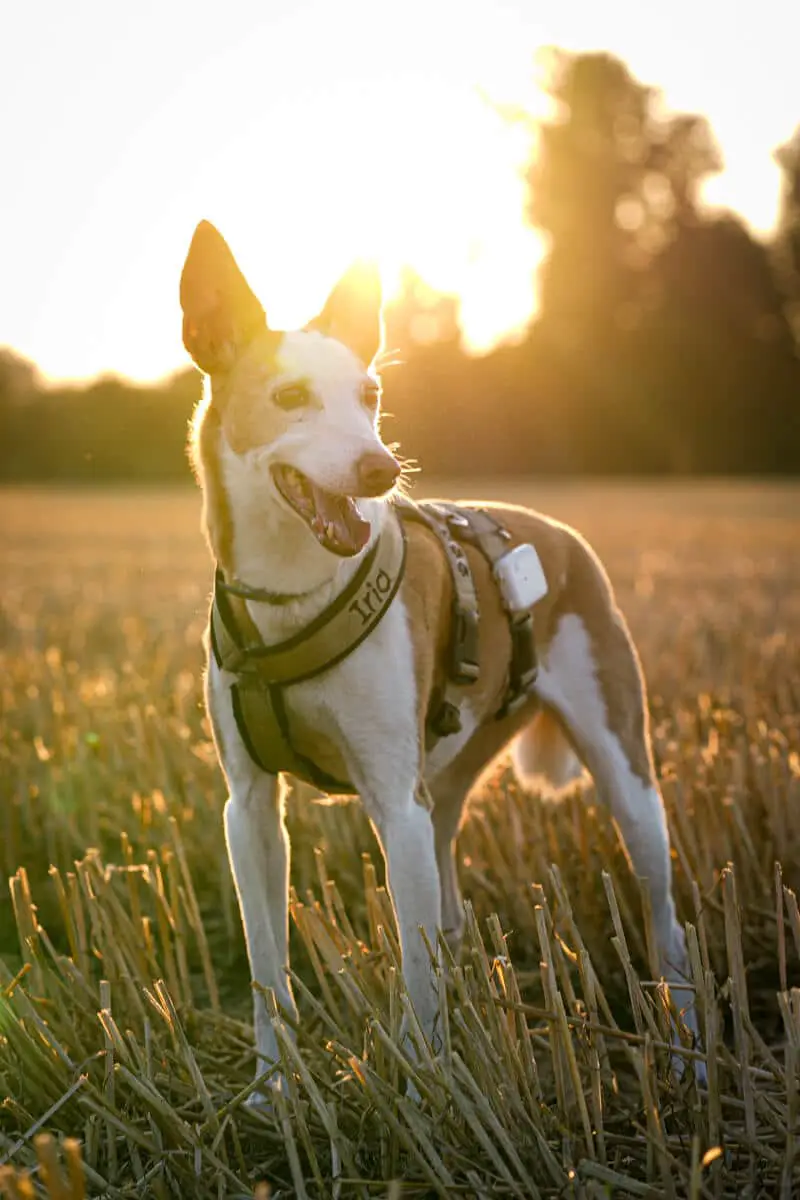 Erstausstattung Hunde: GPS-Tracker
