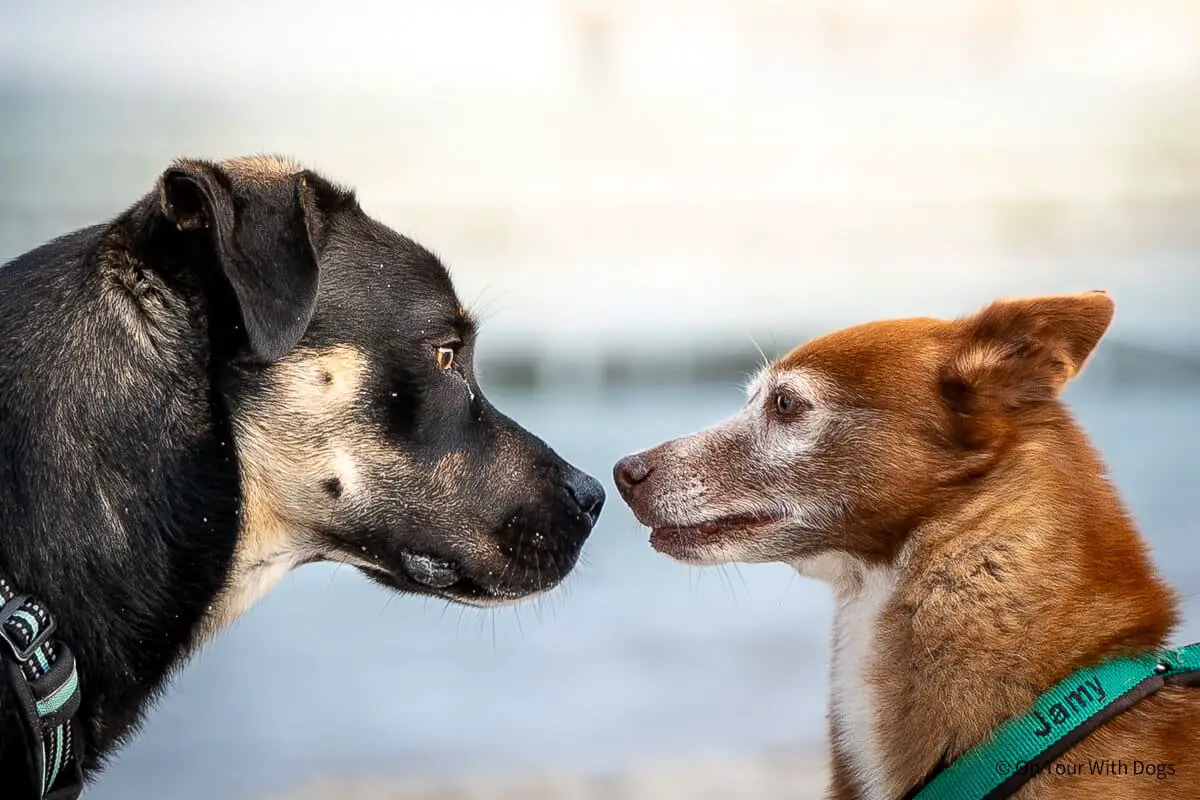Gutschein für ein Hundeshooting als Geschenk für Hundeliebhaber